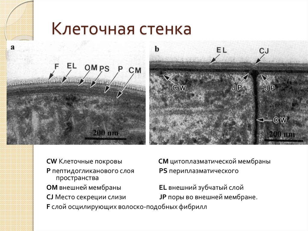 Клеточная стенка таблица