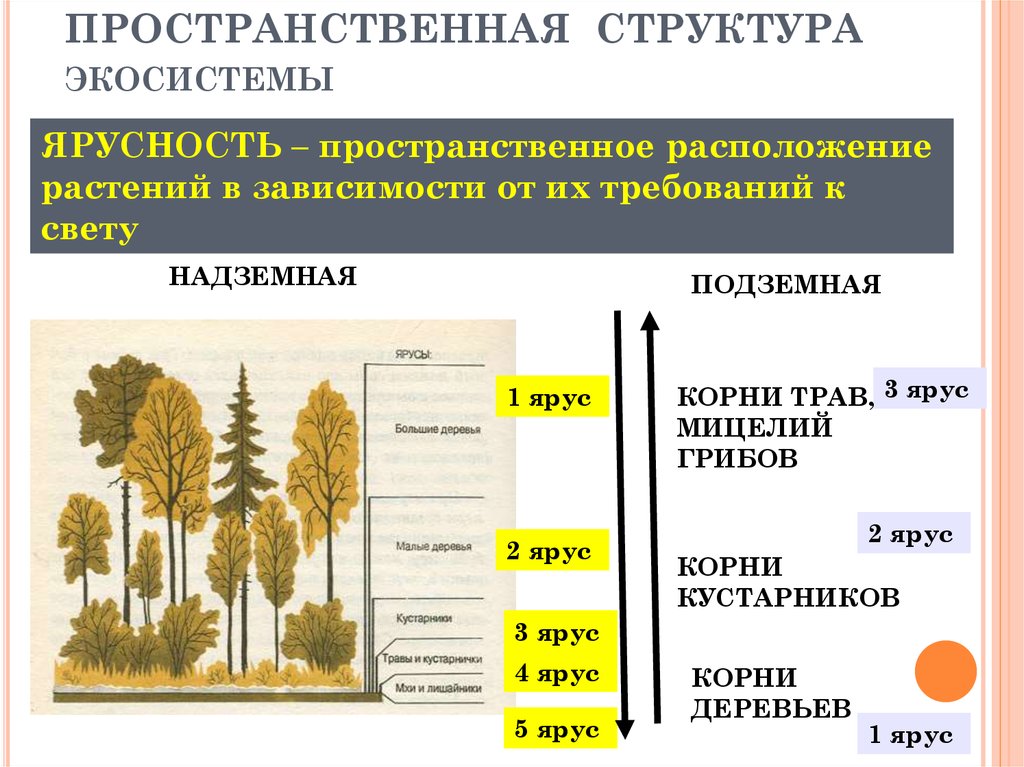 Видовая и пространственная структура экосистемы презентация