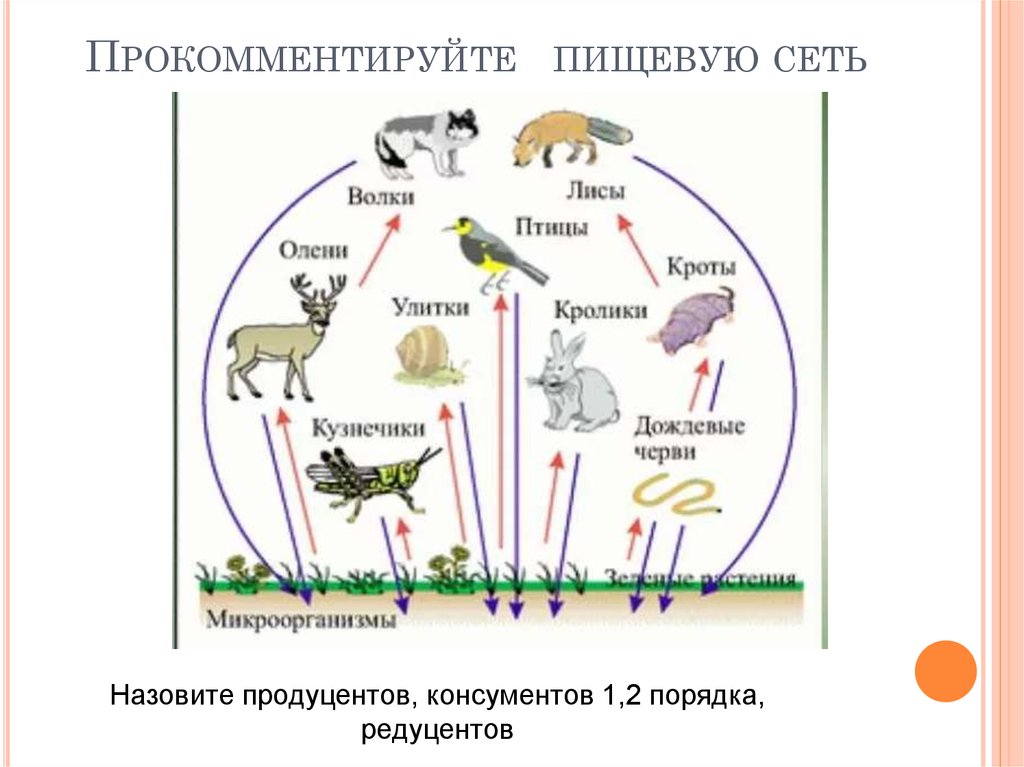 Взаимодействие организмов в природном сообществе 5 класс