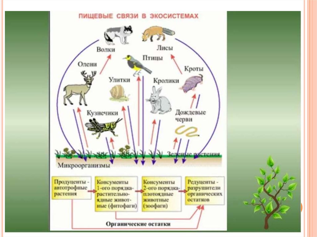 Биология 5 класс параграф 22 пищевые связи. Пищевые цепи трофическая структура биогеоценоза. Трофическая связь в экосистеме структура. Схема трофической структуры биоценоза широколиственного леса. Трофическая структура экосистемы схема.