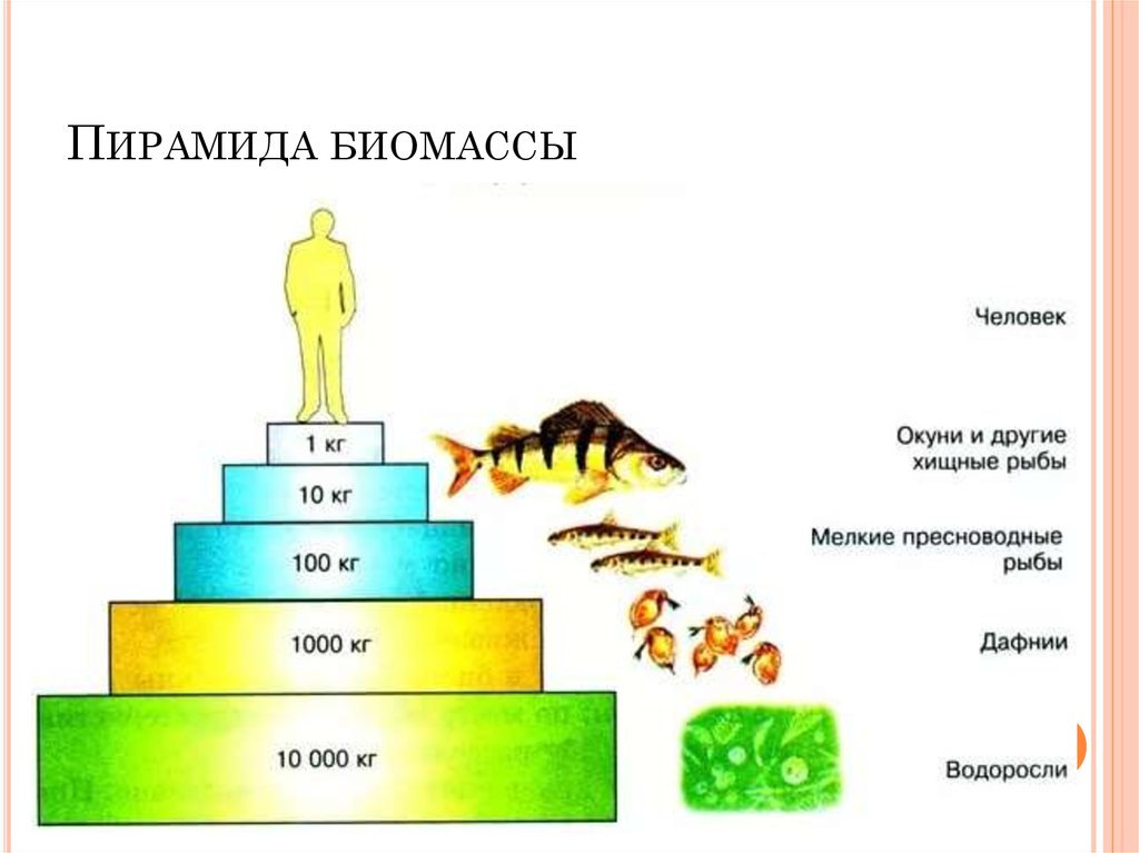Чья биомасса в биосфере больше. Экологические пирамиды пирамида биомасс. Экологическая пирамида биомассы пример. Экологические пирамиды для экосистем суши и водоема. Экологическая пирамида продукции моря.