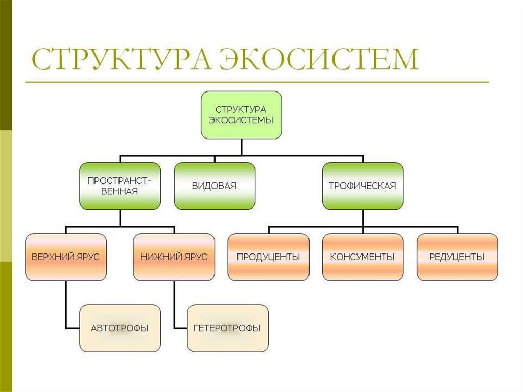 Презентация структура экосистем 9 класс биология