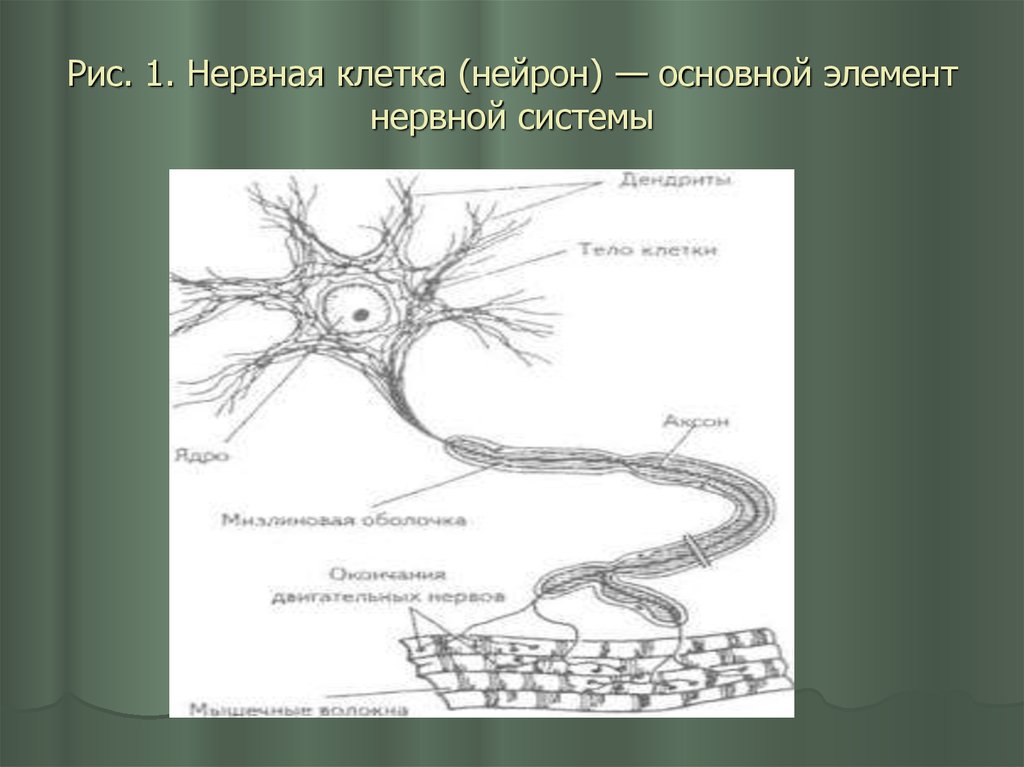 Основная клетка нервной системы. Нервная клетка. Нейрон. Элементы нервной клетки. Нервная система основные клеточные элементы.