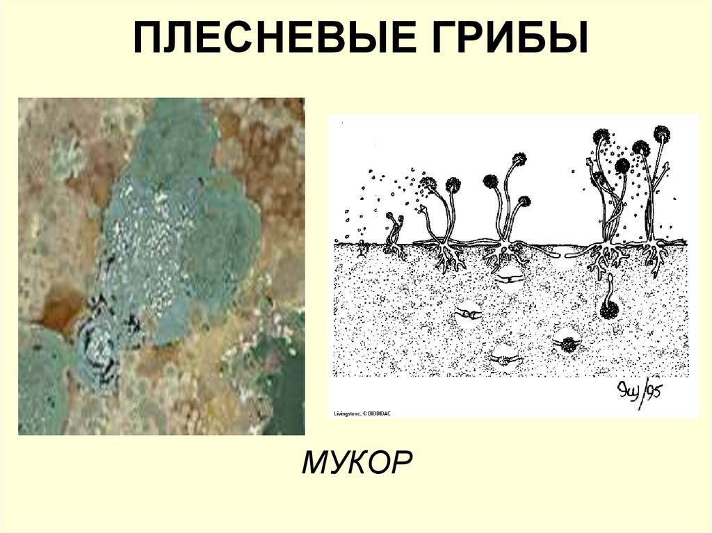 Плесень как рисовать