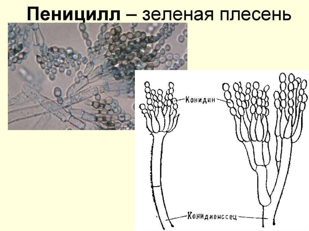 Строение пеницилла рисунок