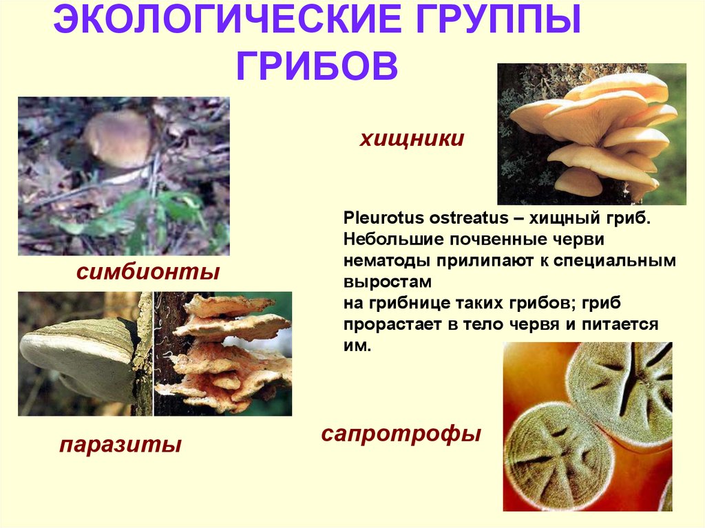Экологические грибы. Экологические группы грибов 6 класс биология. Экологические группы сапротрофных грибов. Сапротрофы представители грибов. Грибы сапротрофы хищники.