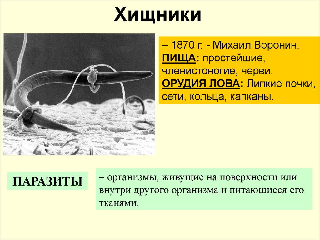 Грибы хищники. Грибы хищники названия. Хищные грибы представители. Примеры грибов хищников. Грибы хищники это в биологии.