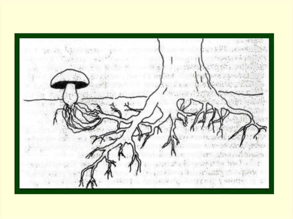 Корневой гриб. Микориза грибокорень. Эндотрофная микориза. Грибница корневая система дерева. Микориза мутуализм.