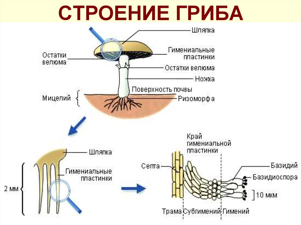 Из каких веществ состоят грибы. Схема плодовое тело шляпочного гриба. Рисунок схема шляпочного гриба. Строение гриба 11 класс биология. Схема строения шляпочного гриба.