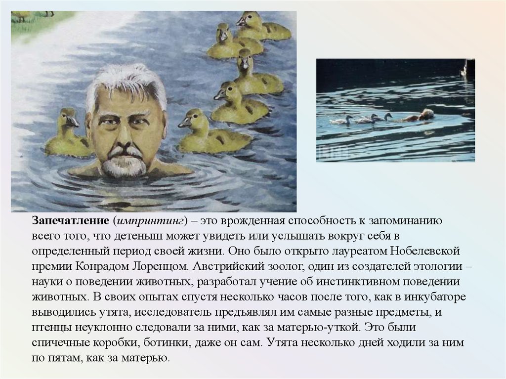 Импринтинг это. Запечатление импринтинг. Запечатление у человека. Запечатление это в биологии. Запечатлнние импигитинг.