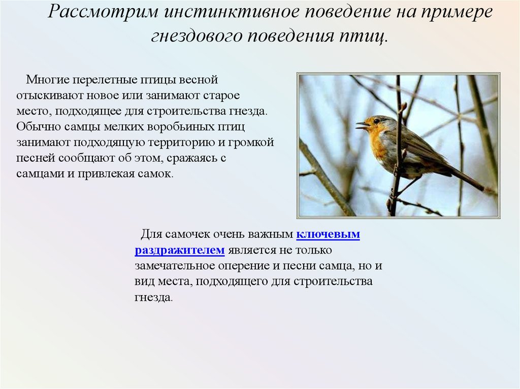 Поведение птиц 8 класс презентация. Поведение птиц. Поведение птиц весной. Инстинктивное поведение птиц. Доклад "поведение птиц".