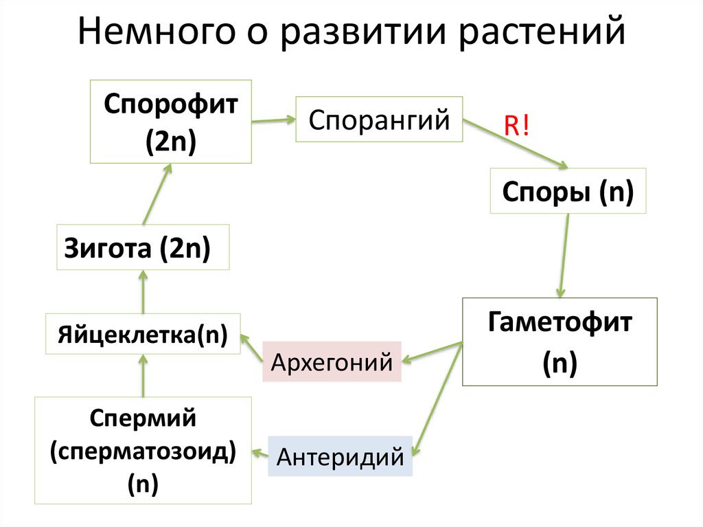 Схема изменения соотношения гаметофита и спорофита в процессе эволюции