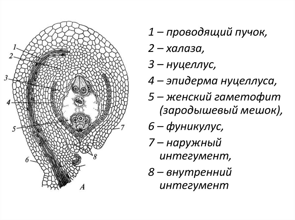 Каковы функции семязачатка. Нуцеллус семяпочки. Нуцеллус, интегументы, микропиле.. Нуцеллус (мегаспорангий) + интегумент. Халаза нуцеллус.