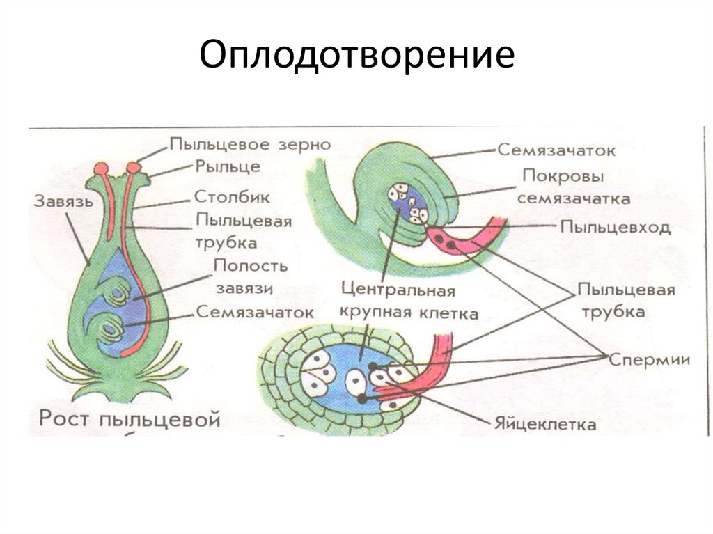 Оплодотворение у цветковых. Строение двойного оплодотворения. Жизненный цикл и двойное оплодотворение у цветковых растений. Цикл развития покрытосеменных растений двойное оплодотворение. Двойное оплодотворение у покрытосеменных растений.