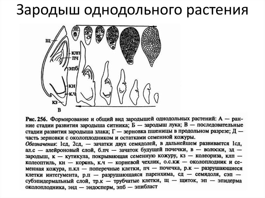 Однодольные растения ткани