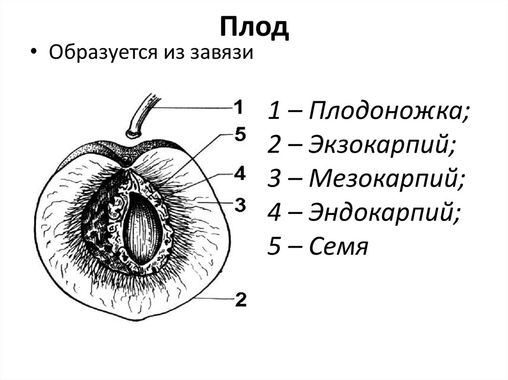 Части плода цветка