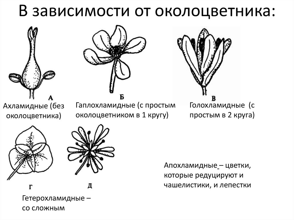 Какой околоцветник у растений. Типы околоцветника простой двойной. Простой чашечковидный околоцветник. Диплохламидный околоцветник. Околоцветник простой и двойной схема.