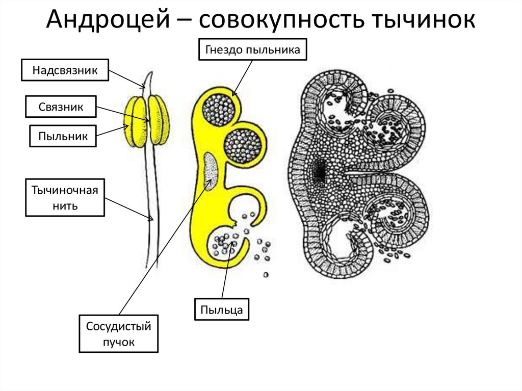 Строение тычинки и пыльцы