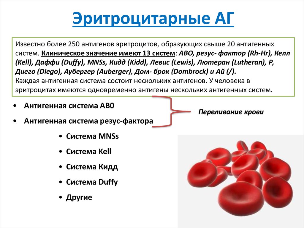 Что означает в крови много. Эритроцитарные антигены системы АВО. Эритроцитарные антигенные системы крови человека. Строение антигенов на поверхности эритроцитов.