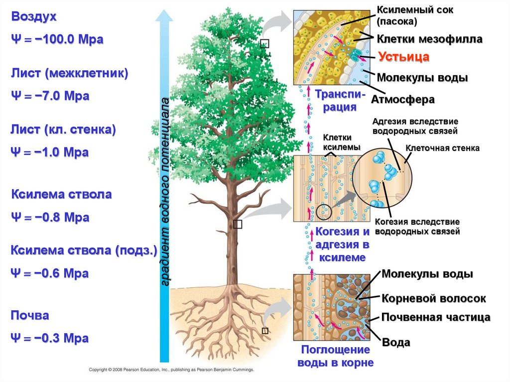 Корневая система у арбуза фото