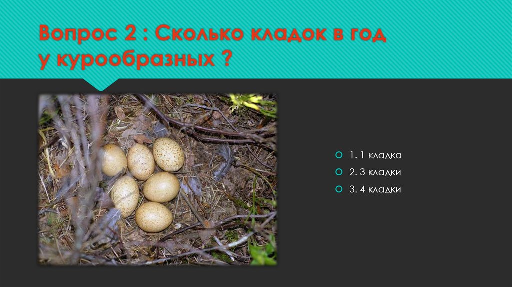 Вопрос 2 : Сколько кладок в год у курообразных ?