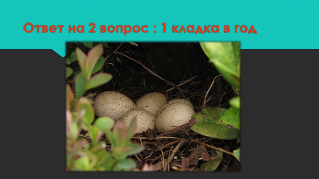 Ответ на 2 вопрос : 1 кладка в год