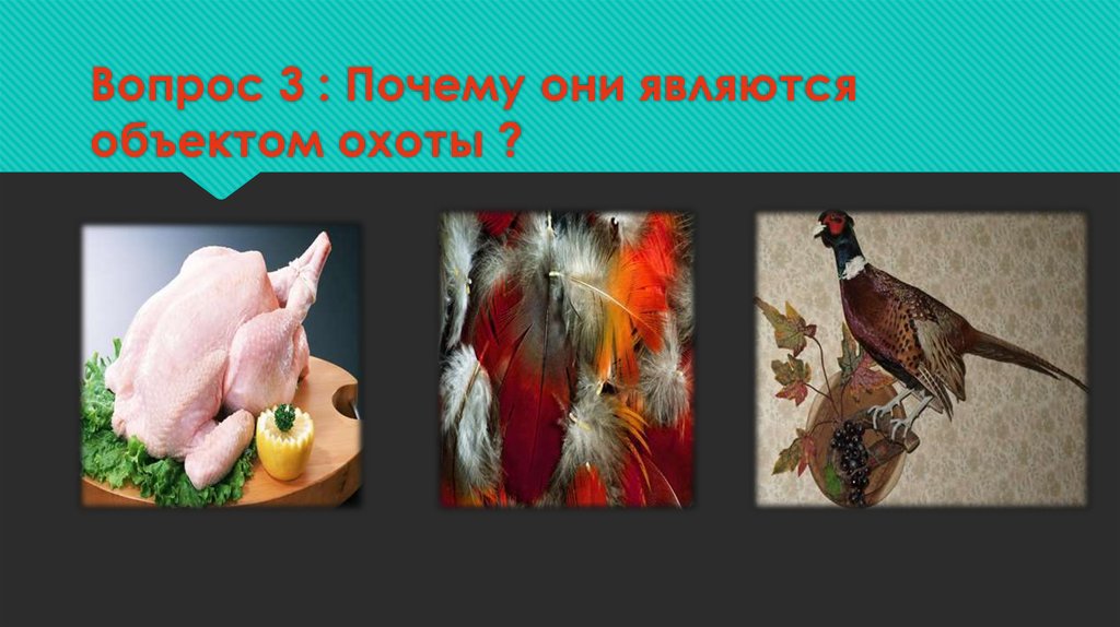 Вопрос 3 : Почему они являются объектом охоты ?