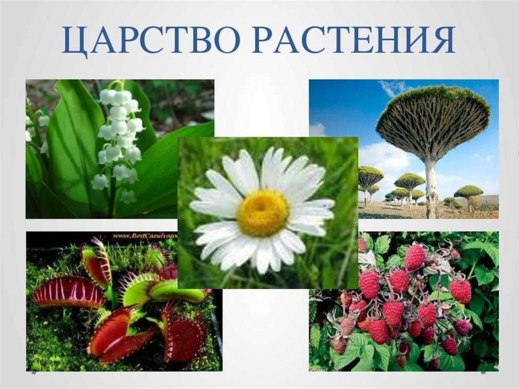 Царство растений 3. Царство растений. Биология царство растений. Тема царство растений. Царство растений 5 класс биология.