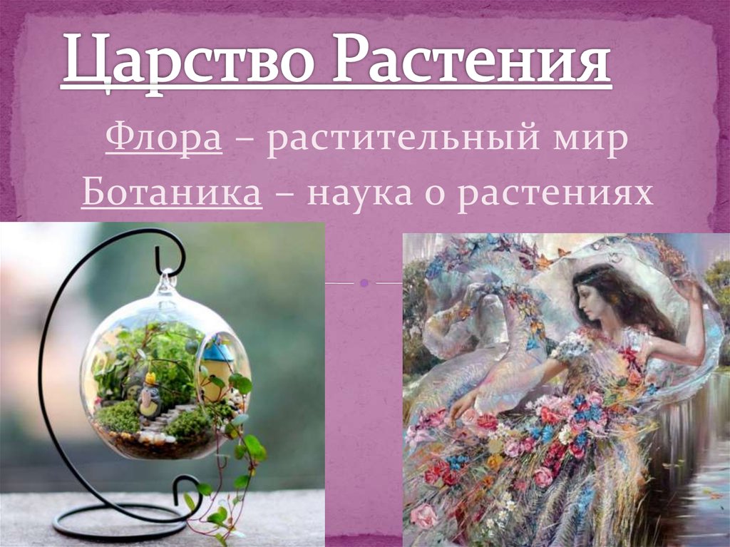 Царство Растения