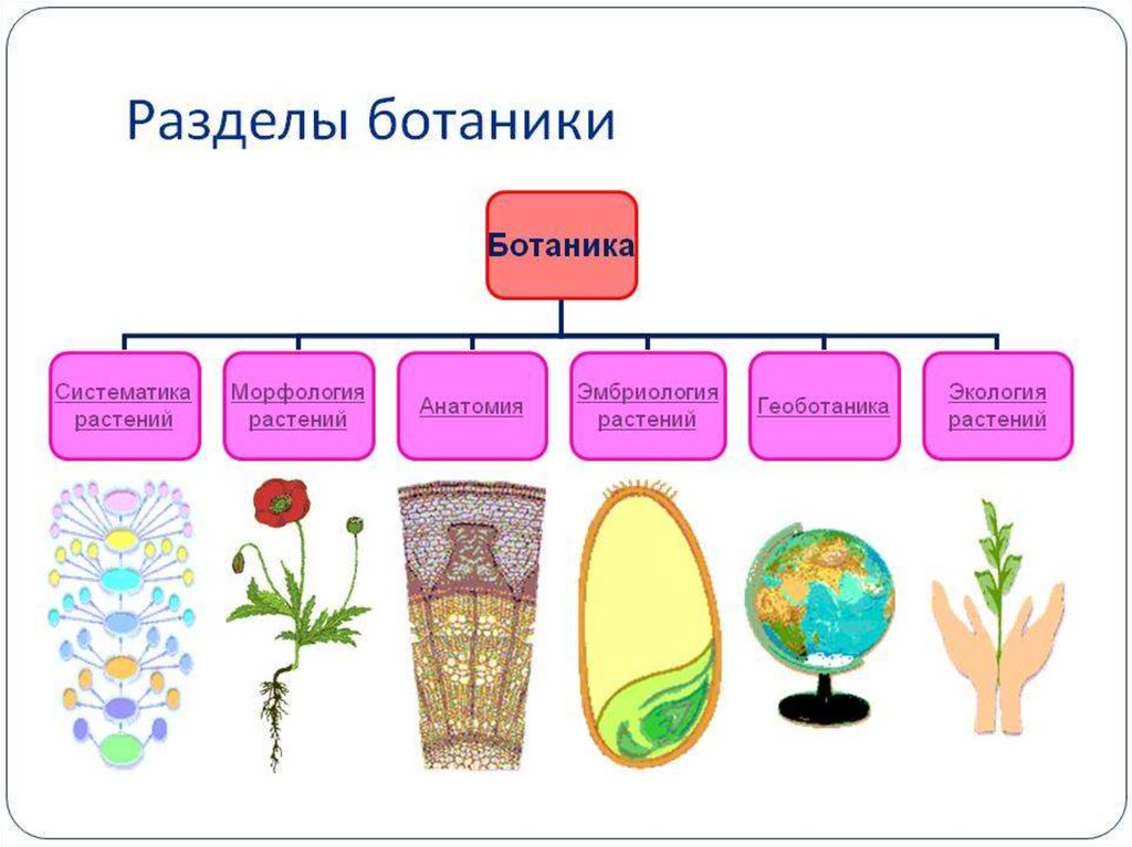 Ботаника в картинках и схемах