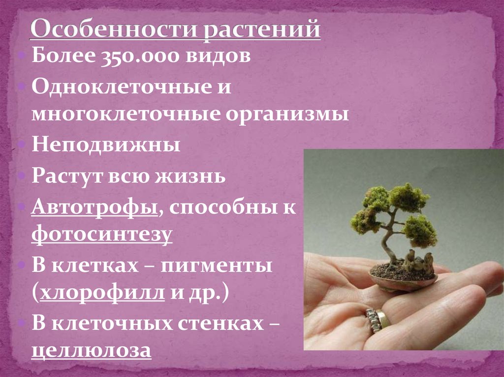 Характеристика растений 5. Особенности растений. Особенности всех растений. Специфика растение. Особенности растительности.