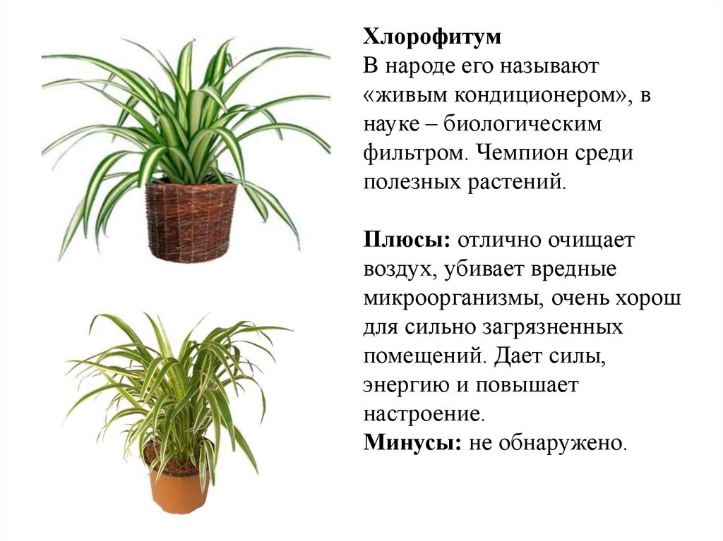 Комнатные растения польза и вред. Цветок очищающий воздух хлорофитум. Хлорофитум Mboyeti. Хлорофитум хохлатый цветок. Хлорофитум Осока.