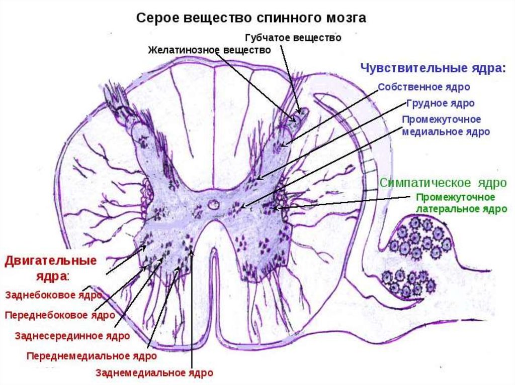 Центральное ядро спинного мозга. Ядра спинного мозга схема гистология. Двигательные ядра переднего рога спинного мозга. Спинной мозг поперечный разрез гистология. Ядра заднего рога спинного мозга гистология.