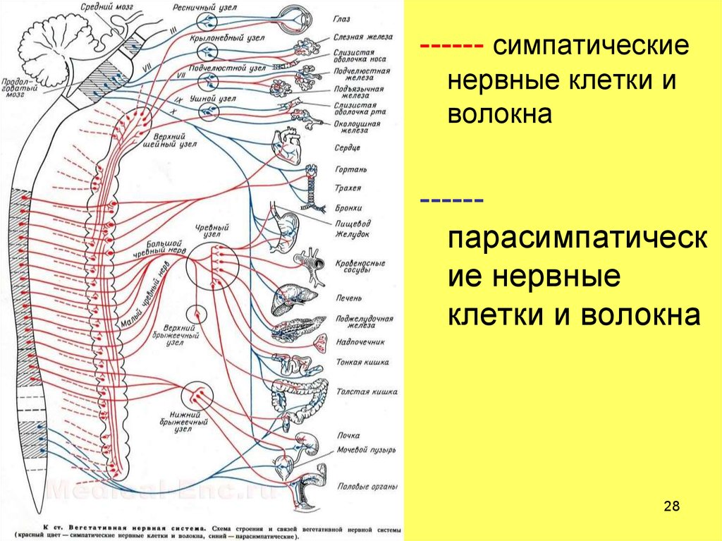 Где расположены симпатические вегетативные ядра. Схема строения симпатической нервной системы. Парасимпатическая иннервация.