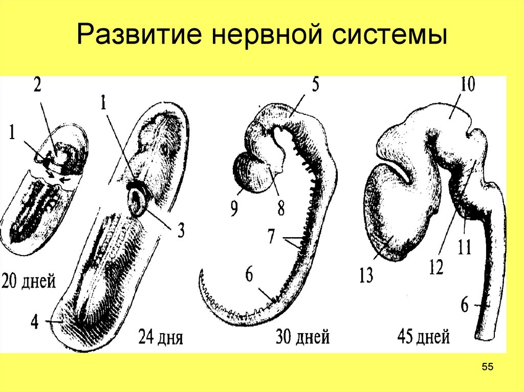 Развитие нерва