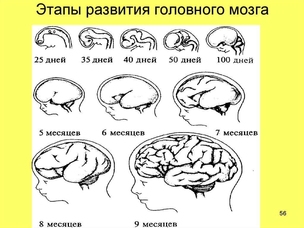 Внутриутробное недоразвитие головного мозга. Стадии раннего развития головного мозга. Схему развития головного мозга человека. Этапы онтогенетического формирования мозга последовательно. Эмбриональное развитие головного мозга.