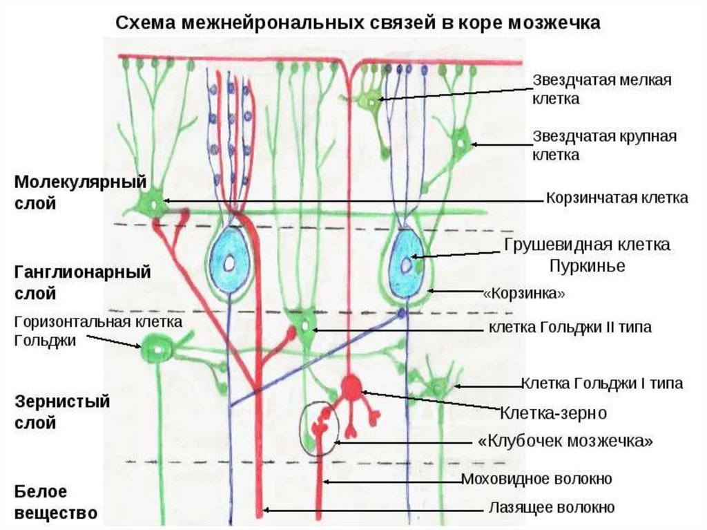 Слои клеток головного мозга. Строение коры мозжечка гистология. Схема взаимодействия клеток коры мозжечка. Схема взаимодействия нейронов в коре мозжечка. Структура коры мозжечка гистология.