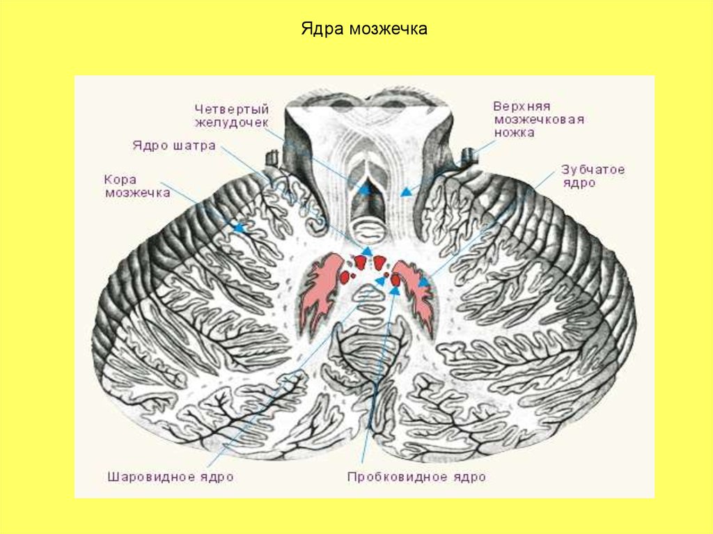 Строение мозжечка рисунок с подписями