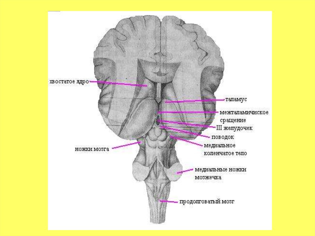 Дорсальная поверхность мозга. Каудальные отделы ствола мозга. Каудальный отдел продолговатого мозга. Дорсальная поверхность ствола головного мозга.