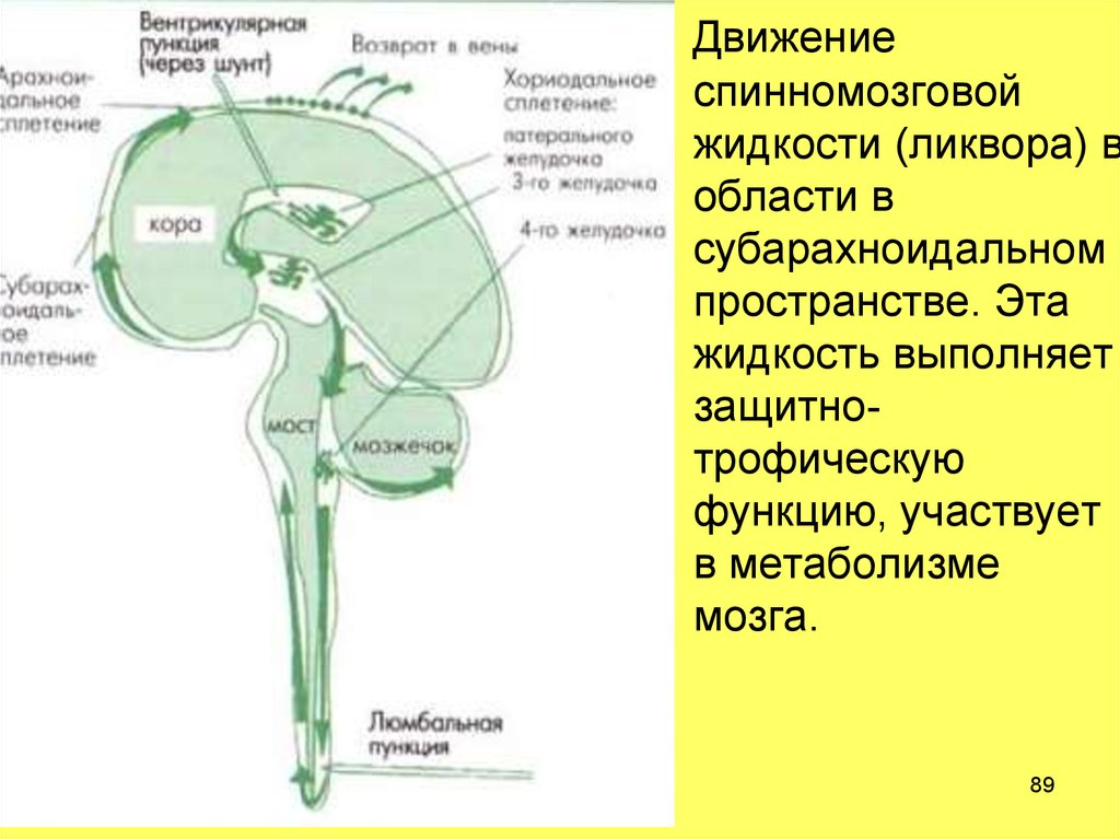 Движение ликвора в головном мозге схема