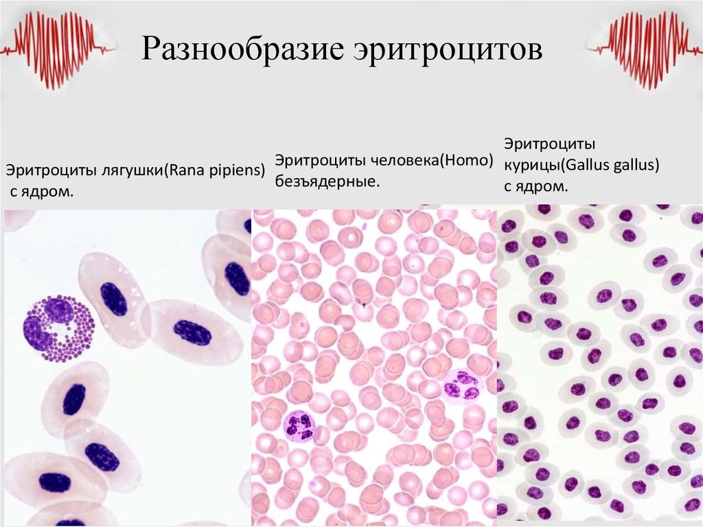 Укажите какой цифрой на рисунке обозначены эритроциты лягушки а какой эритроциты человека