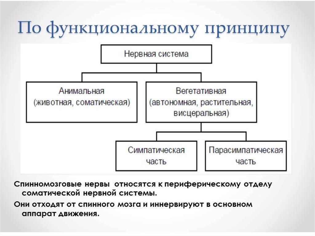 1 функциональный принцип. Принципы нервной системы. Общие принципы нервной системы.