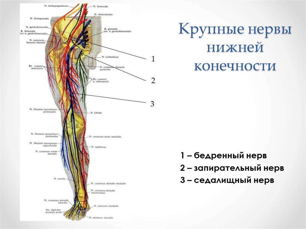 Сколько живет нерв. Нервы нижних конечностей человека анатомия. Иннервация стопы человека анатомия. Схема нервов нижней конечности. Нервы иннервирующие нижнюю конечность.