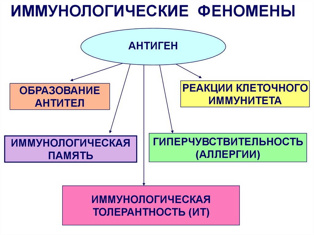 Иммунологическая толерантность. Иммунологическая память и иммунологическая толерантность. Виды иммунной толерантности. Механизмы толерантности иммунология. Толерантность микробиология.