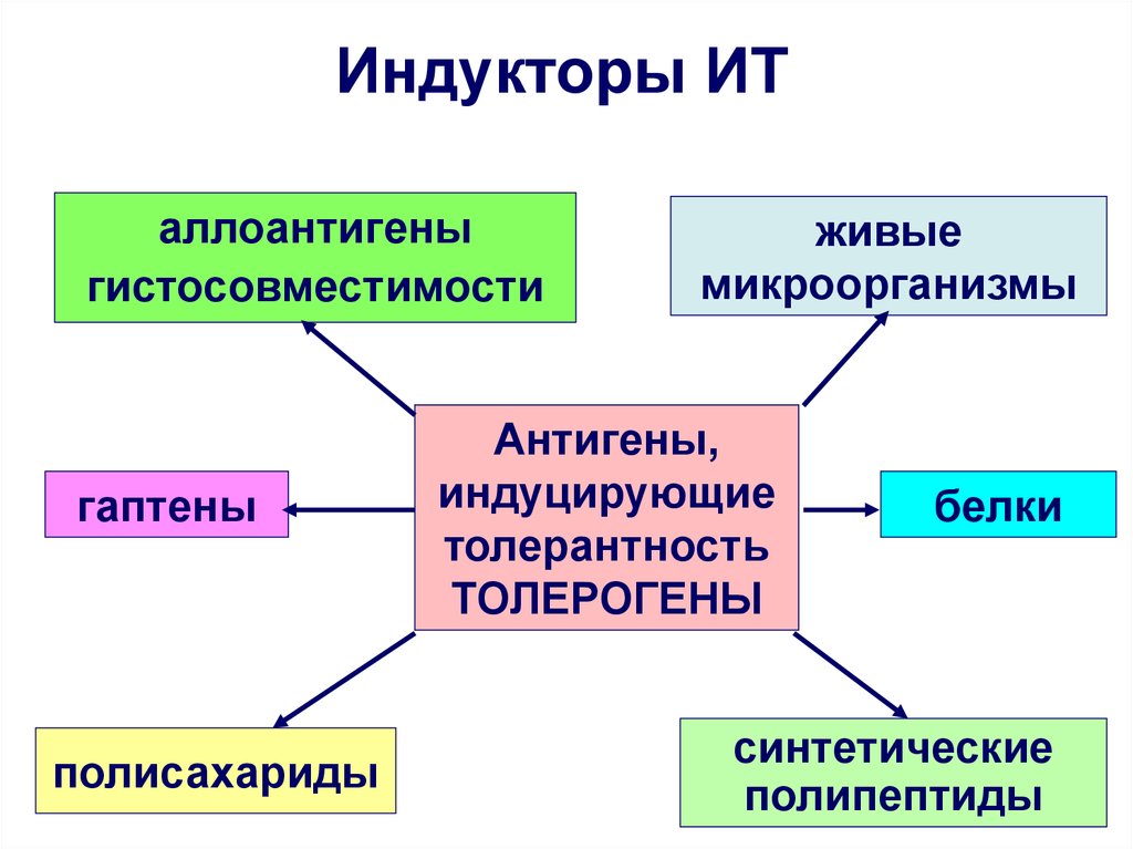 Иммунологическая толерантность. Индукторы иммунной толерантности. Толерогены. Индуцированная иммунологическая толерантность.