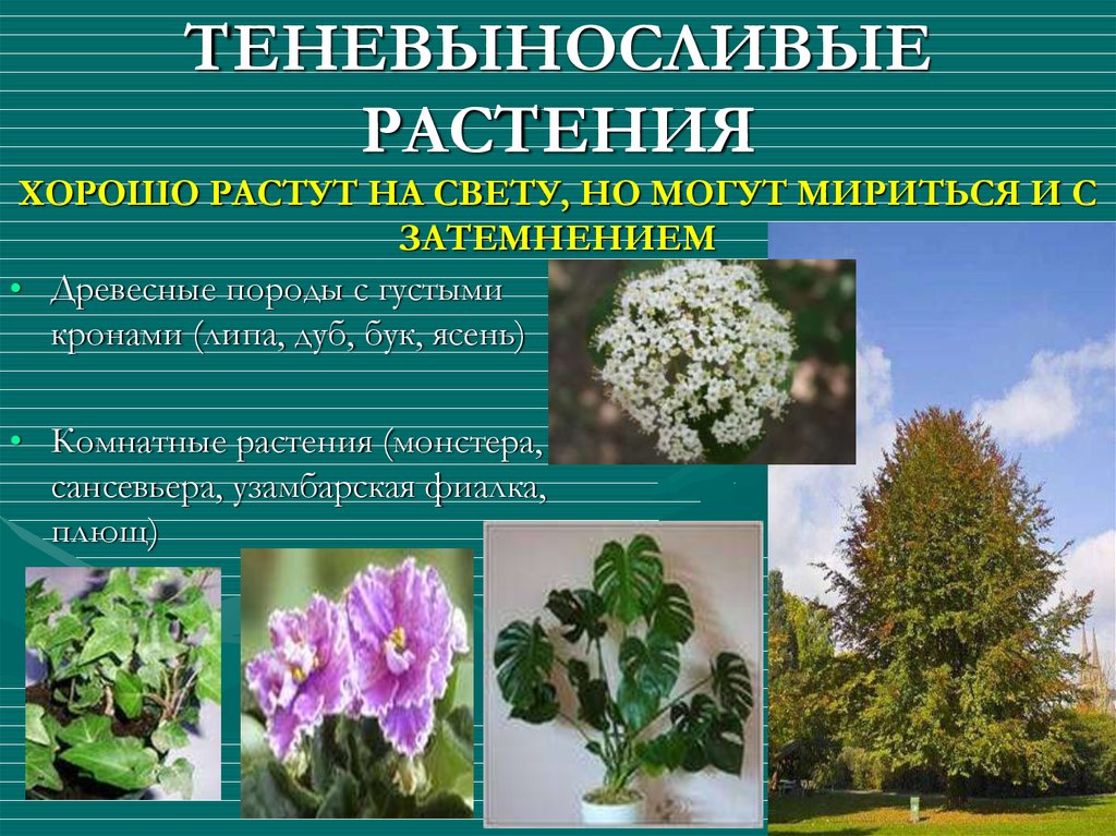 Какие растения наиболее. Теневыносливые растения. Светолюбивые и теневыносливые древесные растения. Трава теневыносливая растения. Тенелюбивые древесные растений.