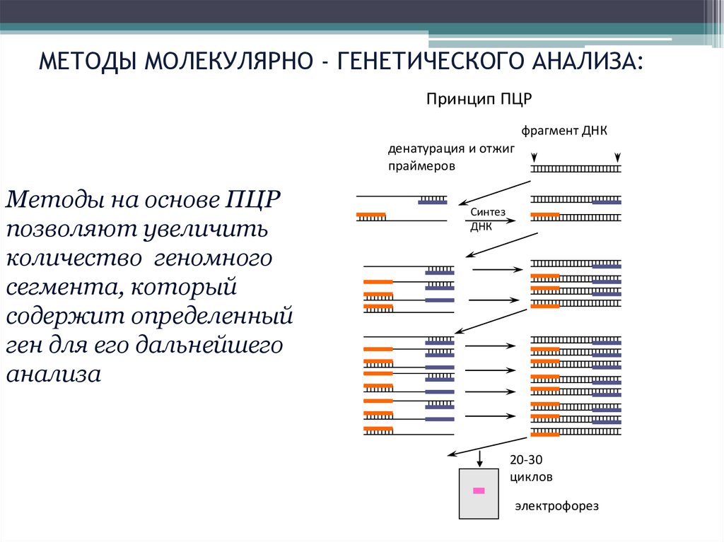 Молекулярно генетический метод это. Молекулярно-генетические методы исследования метод ПЦР. Методы молекулярного анализа. Методы молекулярной генетики презентация. Молекулярно-генетические методы таблица.