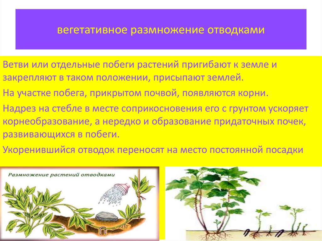 5 форм вегетативного. Вегетативное размножение растений отводками. Вегетативное размноден. Вегетативное размножение отводками. Отводки вегетативное размножение.