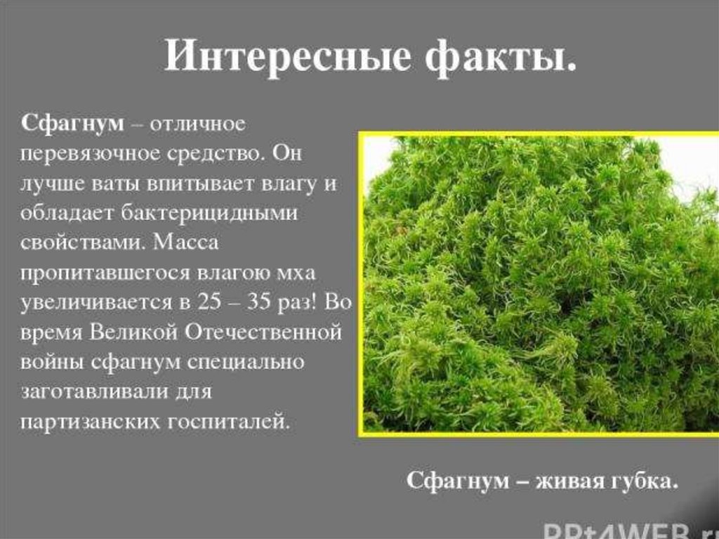 Значение сфагнума в природе. Мох сфагнум интересные факты. Интересные факты о мхах. Сфагновый мох интересные факты. Сфагнум интересные факты.