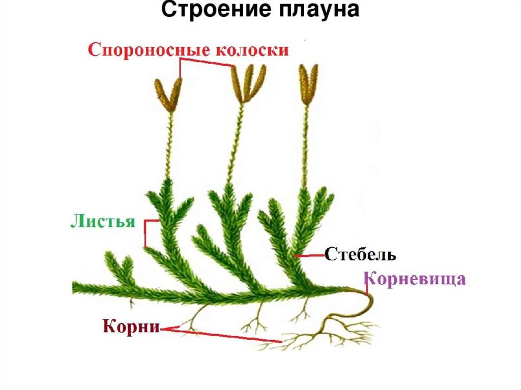 Плауновидные растения рисунок